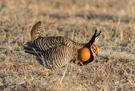 Greater prairie chicken (Photo by Ron Knight/Wikimedia Commons) 