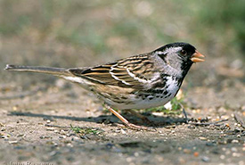 Harris's sparrow (Photo by John Reaume)