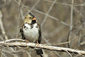 Harris's sparrow (Photo by Annika Lindqvist, CC-BY)