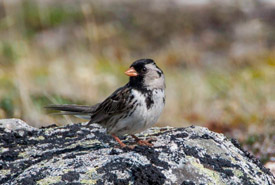 Harris's sparrow (Photo by NCC)