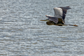 Great blue heron (Photo by Lorne)