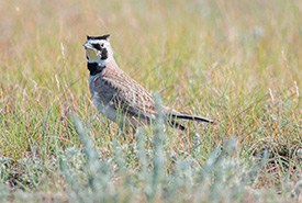 Horned lark, a grassland songbird, prefer more heavily grazed areas (Photo by Jason Bantle)