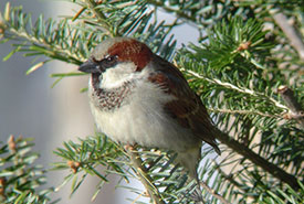 Male house sparrow (Photo by Roy LaPointe)