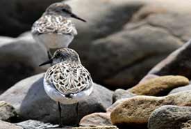 Semipalmated Sandpipers (Photo by Jordan Myles/ NCC staff)