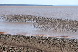 Flock in flight at Johnson's Mills, NB (Photo by NCC)