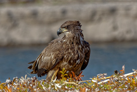 Juvenile bald eagle (Photo by Lorne)