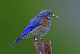 Western bluebird with meal worms and bracelet (Photo by Bill Pennell)