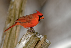 Male cardinal (Photo by Lorne)