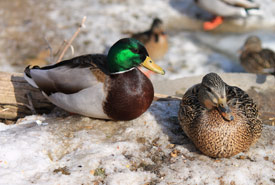 Canards colverts : mâle à gauche et femelle à droite (Photo de Pia Vahabi/CNC)