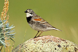 Thick-billed longspur (Photo by Alan MacKeigan)
