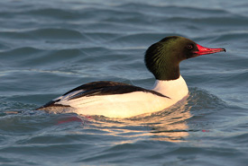 Male common merganser (Photo by Wikimedia Commons)