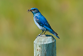 Mountain bluebird (Photo by Leta Pezderic/ NCC staff)