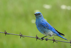 Mountain bluebird (Photo by Barbara Pettinger)