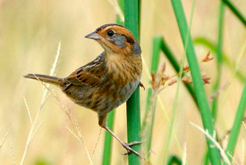 Nelson's sparrow (Photo from Wikimedia Commons)