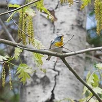 Northern parula warbler, Barachois, NB (Photo by NCC)