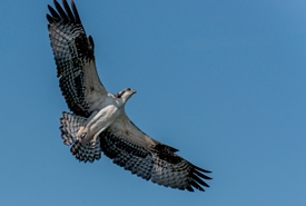 Osprey in flight (Photo by Lorne)