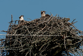 Nid de balbuzards pêcheurs (Photo de Lorne)