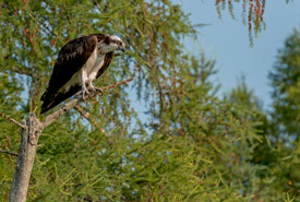 Perching osprey (Photo by Lorne)