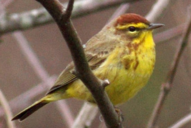 Palm warbler (Photo by Marshall Faintich)