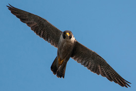 Peregrin falcon, BC (Photo by Stuart Clarke)