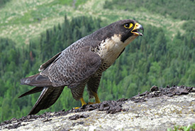 Peregrine falcon, ON (Photo by Brian Ratcliff)