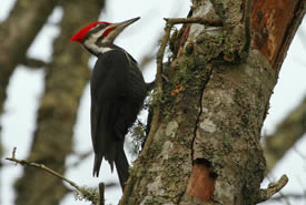 Pileated woodpecker (Photo by Bill Hubick)