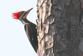 Pileated Woodpecker (Photo by Bill Hubick)