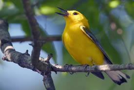 Prothonotary Warbler (Photo by Bill Hubick)