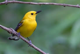 Prothonotary warbler (Photo by Bill Hubick)