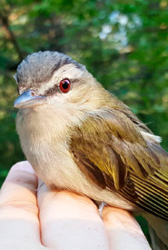 Red-eyed vireo (Photo by NCC)
