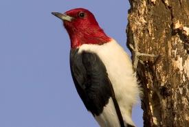 Red-headed woodpecker (Photo by D. Fast)