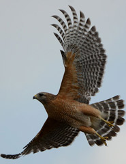 Red-shouldered hawk taking flight (Photo by Wikimedia Commons, Gouldingken)