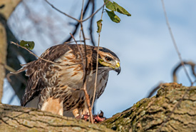 Red-tailed hawk (Photo by Lorne)