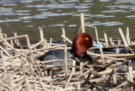 Redhead (Photo by Donna Dewhurst, USFWS)