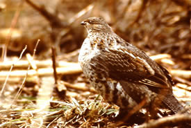 Ruffed grouse (Photo by George Pond)