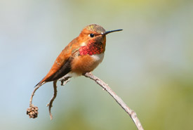 Rufous hummingbird (photo by Stuart Clarke)