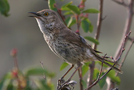 Sage thrasher (Photo by Dick Cannings)