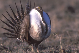 Greater sage-grouse (Photo by Gordon Court)