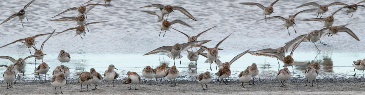 Sanderling at Mackie Ranch (Photo by Jason Bantle)
