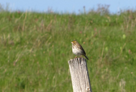 Savannah sparrow on fence post (Photo by Zachary M. Moore)