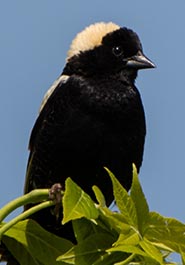 Male bobolink, Shamper's Bluff, NB (Photo by NCC)