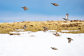 A flock of sharp-tailed grouse over the snow-covered prairie (Photo by Leta Pezderic / NCC Staff)