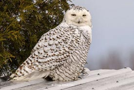 Snowy owl (Photo by Gregg McLachlan)