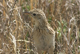 Sprague's pipit, Shoe Lake West, SK (Photo by Stephen Davis)