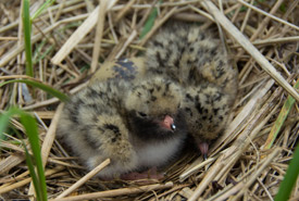 Common tern chick on Tern Island. (Photo by Claire Elliot/NCC)