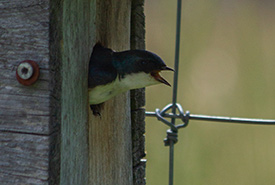 Tree swallow, Prairie Smoke Nature Reserve, Carden Alvar, ON (Photo by NCC)