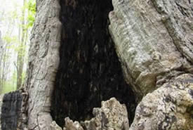 Turkey vulture nest in cavity tree (Photo by NCC)