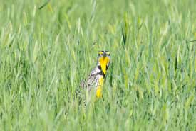 Western meadowlark (photo by Jason Bantle)