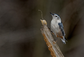 White-breasted nuthatch (Photo by Lorne)