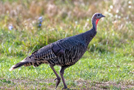 Wild turkey (Photo by D.P. Lawrence CC-BY-NC)